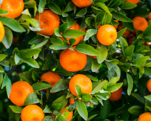 Apteekin esittelykuva